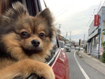 愛犬とドライブに行きました！！